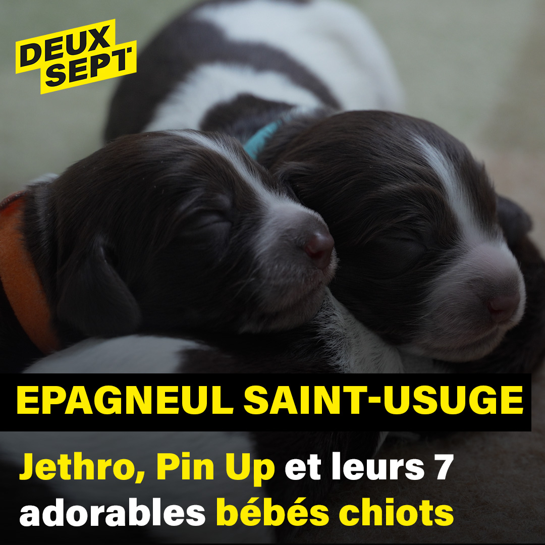 L'épagneul de SaintUsuge Deux Sept l’actu et l’info de l’Eure (27